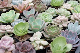 green succulent plants on black soil