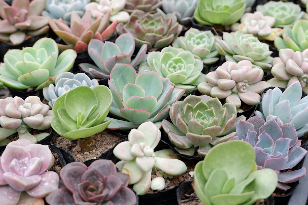 green succulent plants on black soil