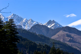 A panoramic view of rugged Alaskan wilderness with towering mountains and dense pine trees.