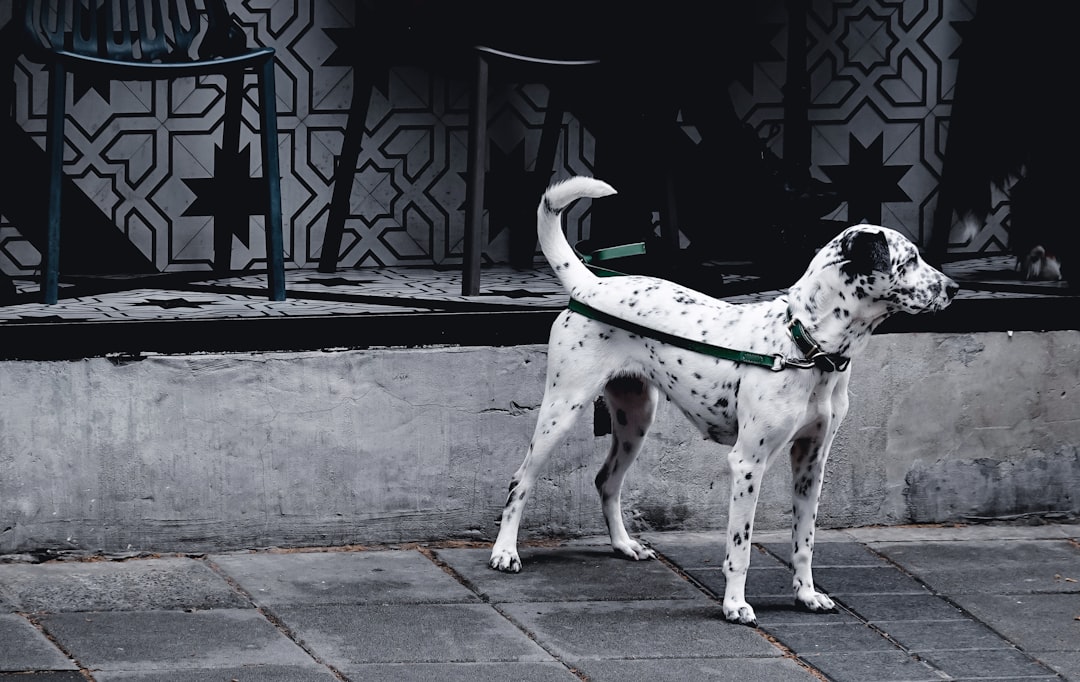 dalmatian dog walking on sidewalk