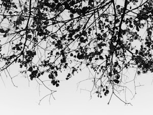 Branching Out
