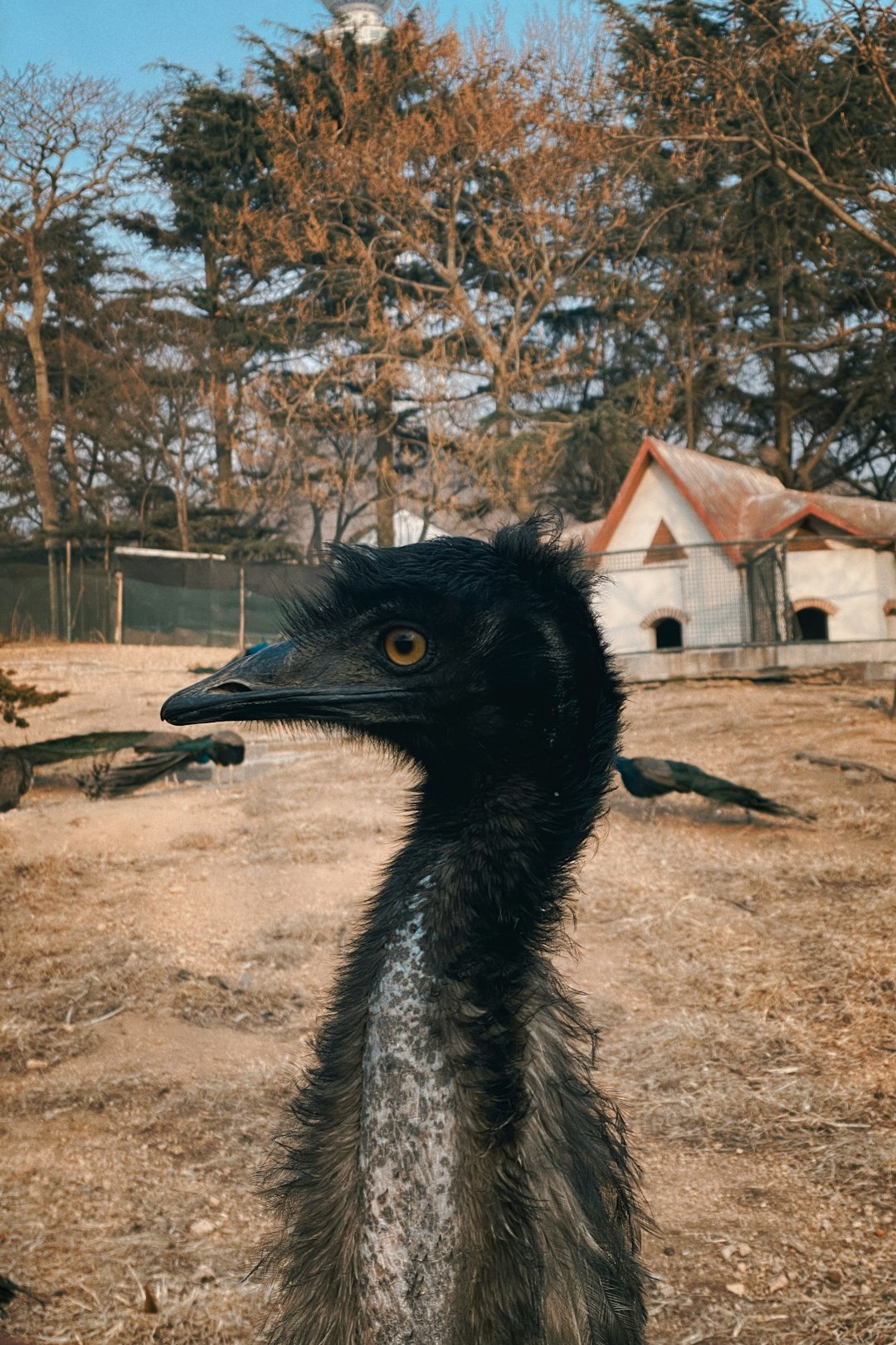 black and gray ostrich on brown ground during daytime