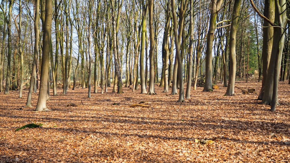 brown trees on brown field during daytime