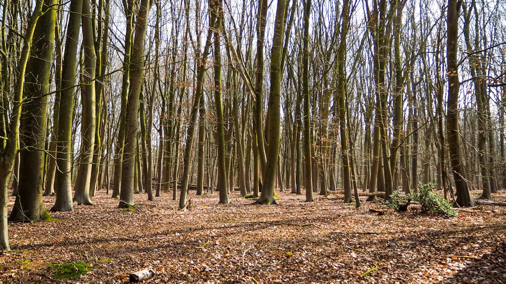 brown trees on brown dried leaves