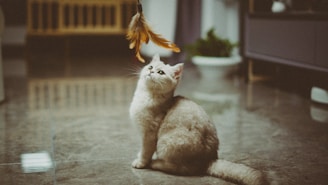 A fluffy cat sits on a shiny tiled floor, gazing intently upwards at a feather toy dangled above. Soft lighting creates a cozy indoor atmosphere, with some blurred furniture and a plant visible in the background.