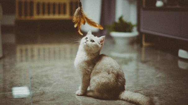 A fluffy cat sits on a shiny tiled floor, gazing intently upwards at a feather toy dangled above. Soft lighting creates a cozy indoor atmosphere, with some blurred furniture and a plant visible in the background.