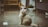A fluffy cat sits on a shiny tiled floor, gazing intently upwards at a feather toy dangled above. Soft lighting creates a cozy indoor atmosphere, with some blurred furniture and a plant visible in the background.