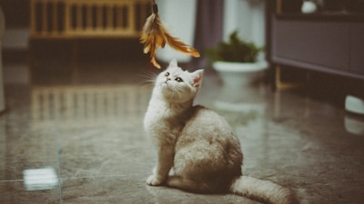 A fluffy cat sits on a shiny tiled floor, gazing intently upwards at a feather toy dangled above. Soft lighting creates a cozy indoor atmosphere, with some blurred furniture and a plant visible in the background.