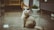 A fluffy cat sits on a shiny tiled floor, gazing intently upwards at a feather toy dangled above. Soft lighting creates a cozy indoor atmosphere, with some blurred furniture and a plant visible in the background.