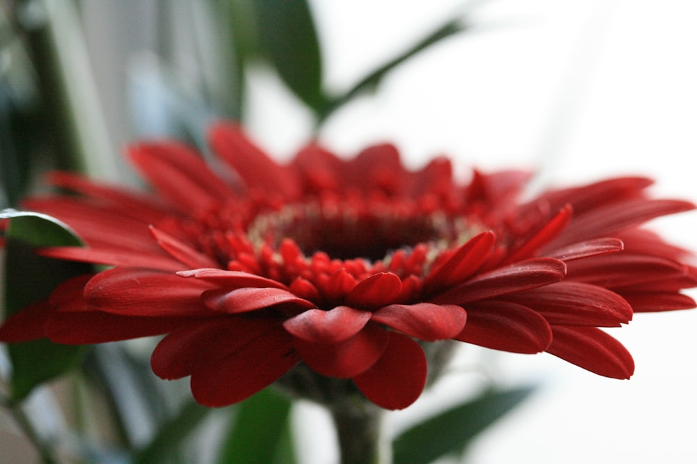 red flower in tilt shift lens