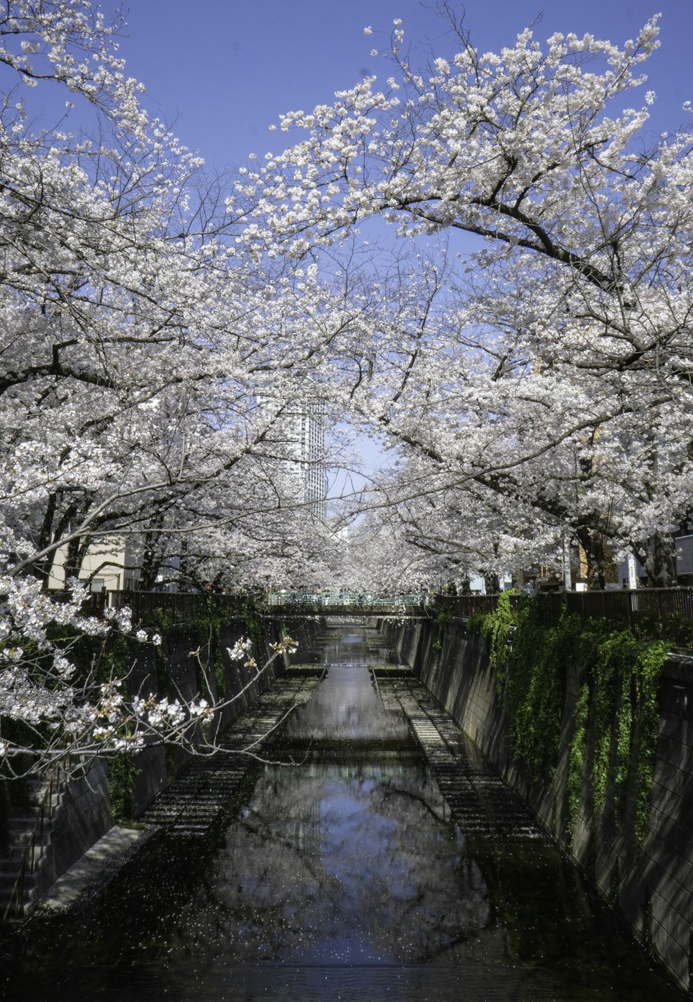 cerisiers blancs en fleurs au bord de la rivière