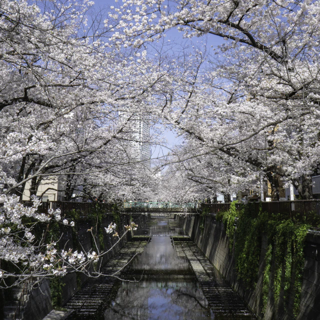 Cherry trees in white blossom leaning over the Meguro River in Tokyo