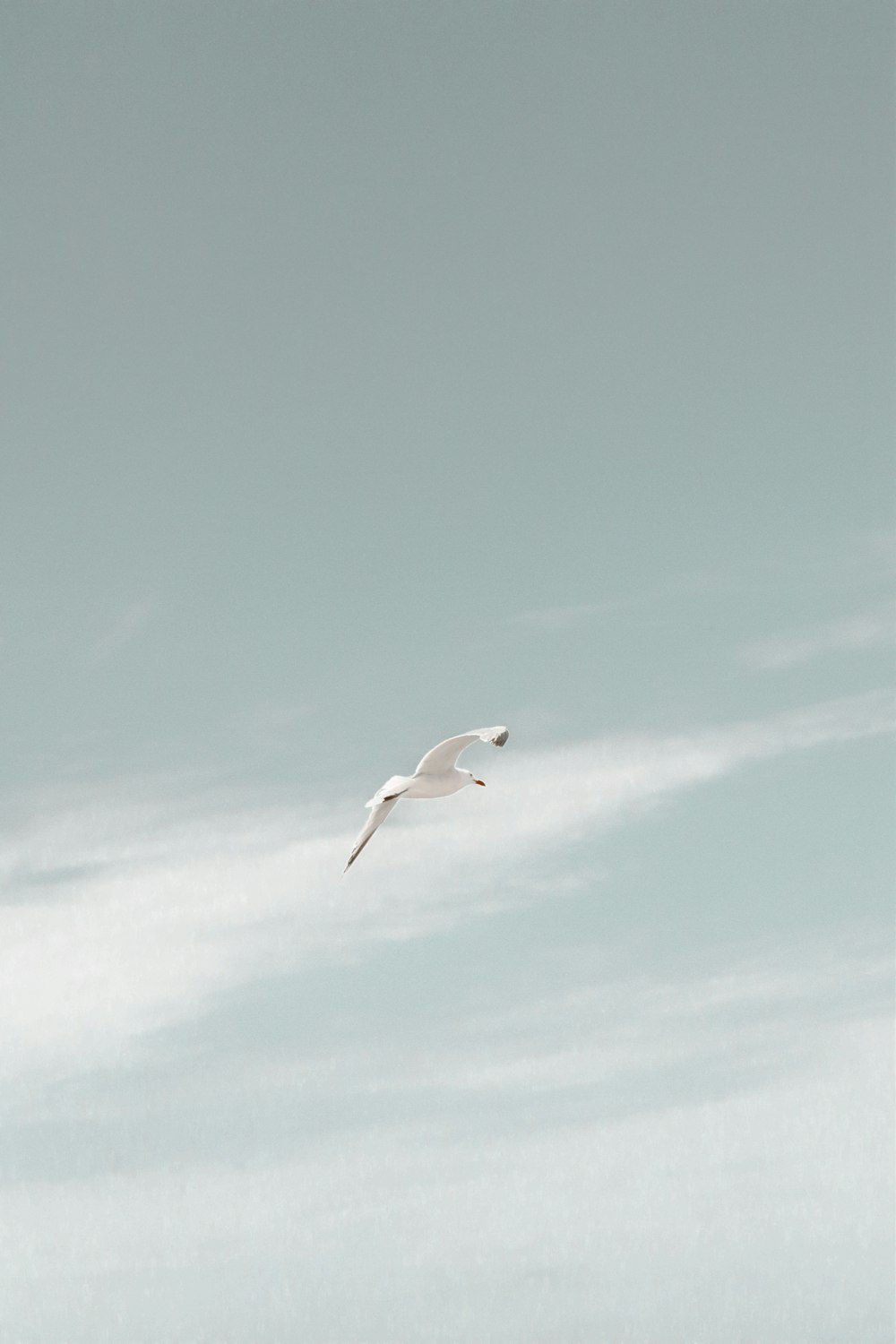 pássaro branco voando sob o céu azul durante o dia