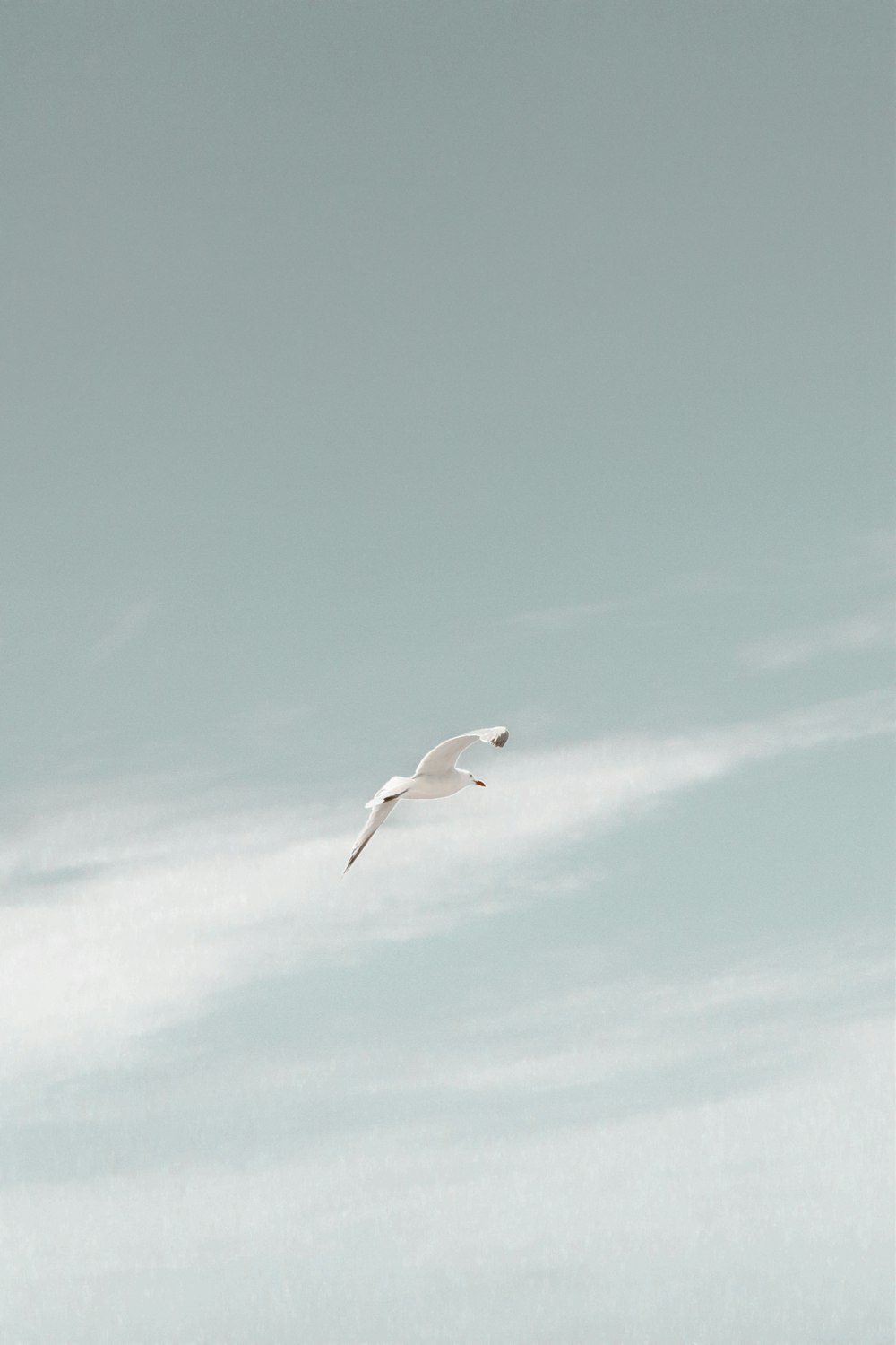 white bird flying under blue sky during daytime