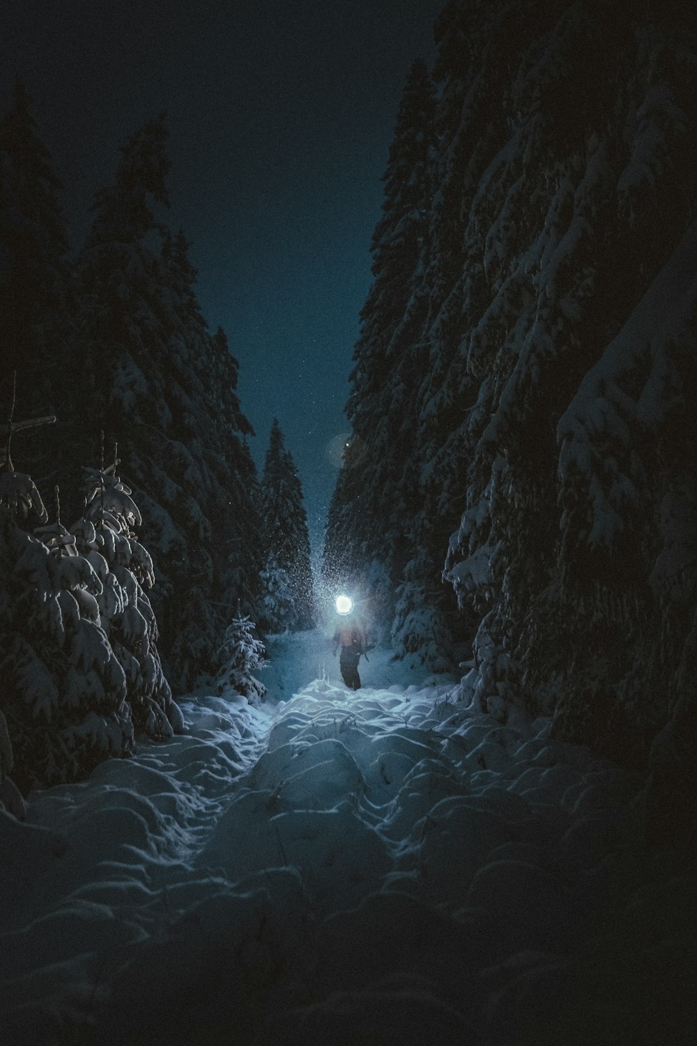 Schneebedeckte Bäume tagsüber