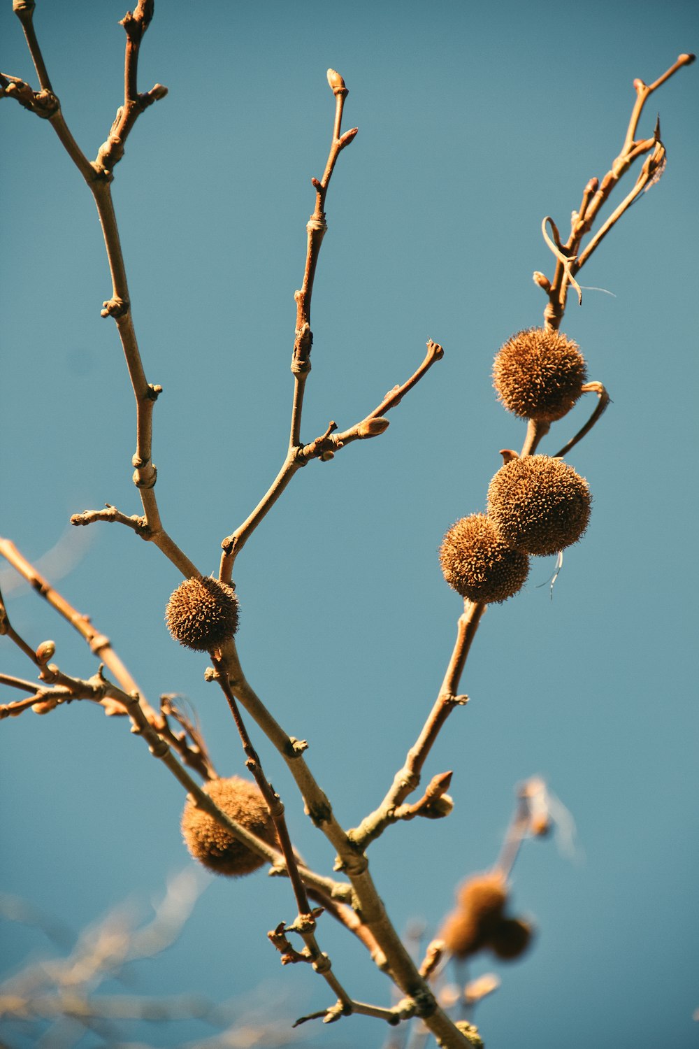 green and brown fruit on brown tree branch during daytime