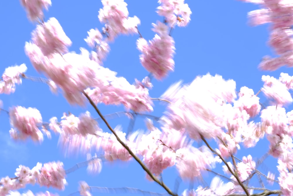 pink cherry blossom under blue sky during daytime