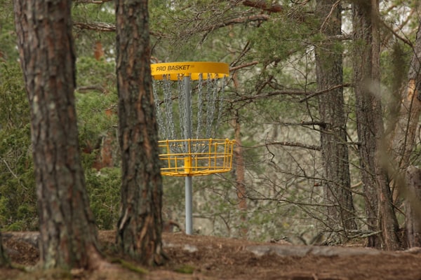 Disc golf basket in a pine forest