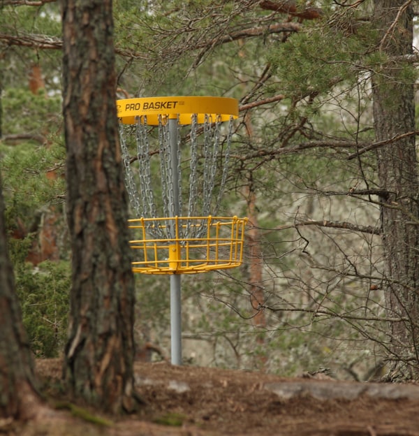 Disc golf basket in a pine forest