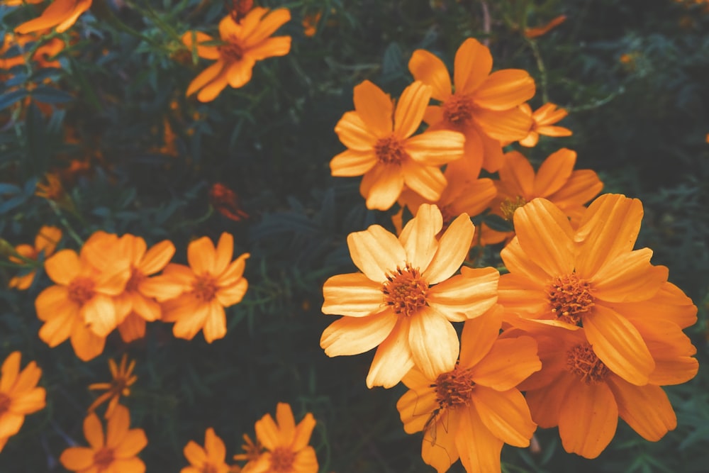 fleurs jaunes avec des feuilles vertes