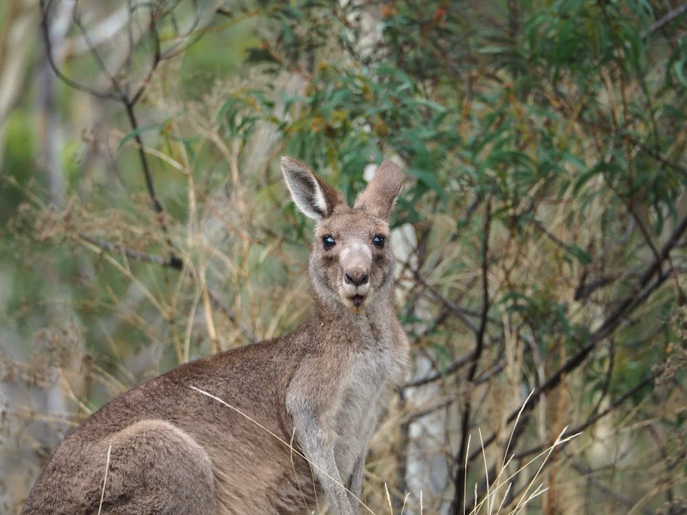brown kangaroo in forest during daytime