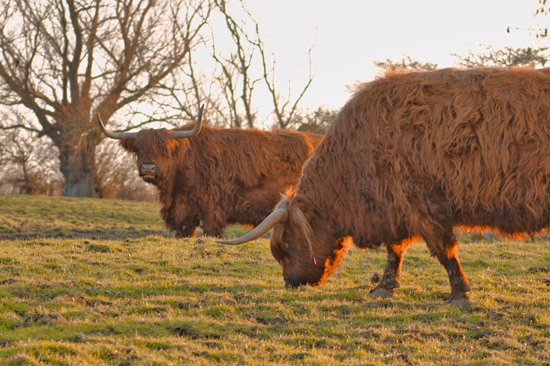 brown yak on green grass field during daytime