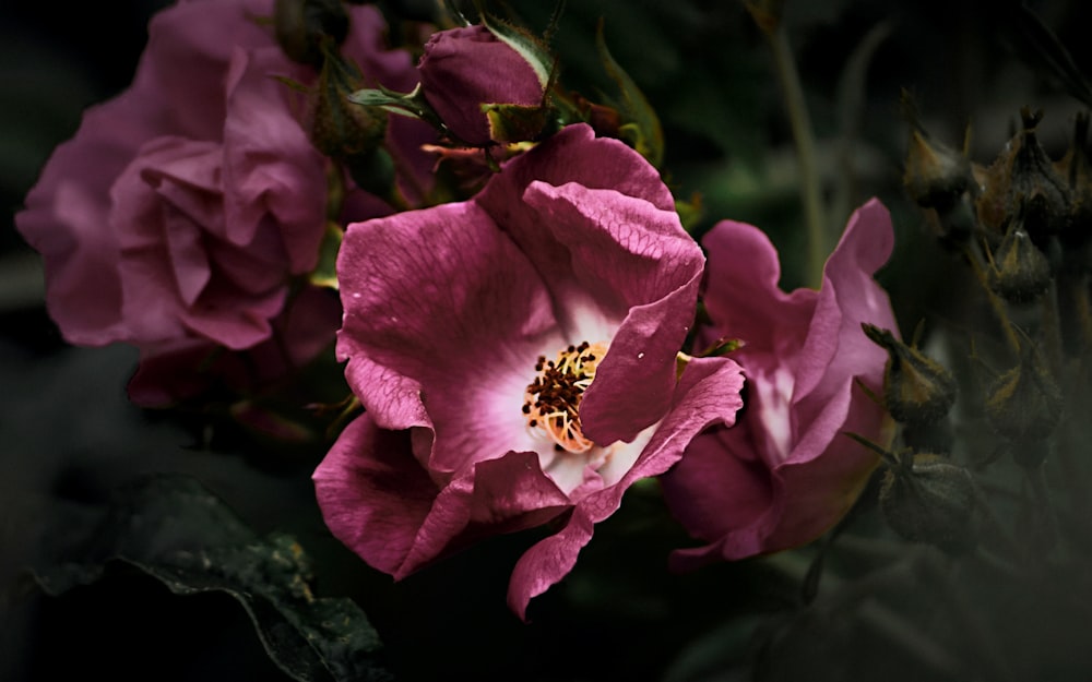 pink flower in tilt shift lens