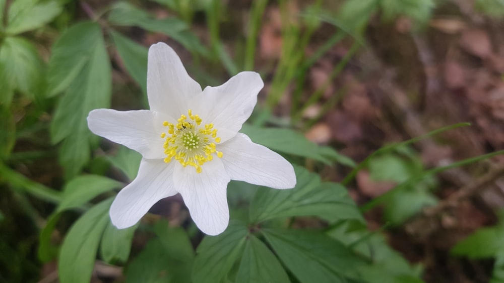 white flower in tilt shift lens