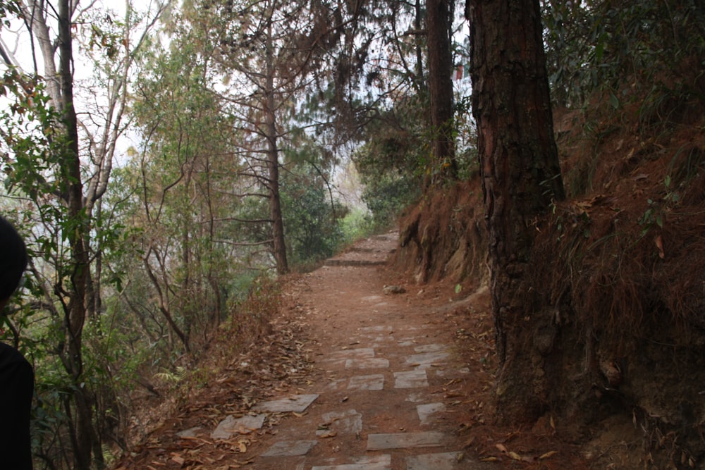 brown pathway between green trees during daytime