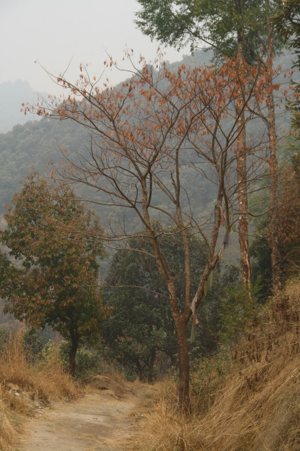 green trees on brown grass field during daytime