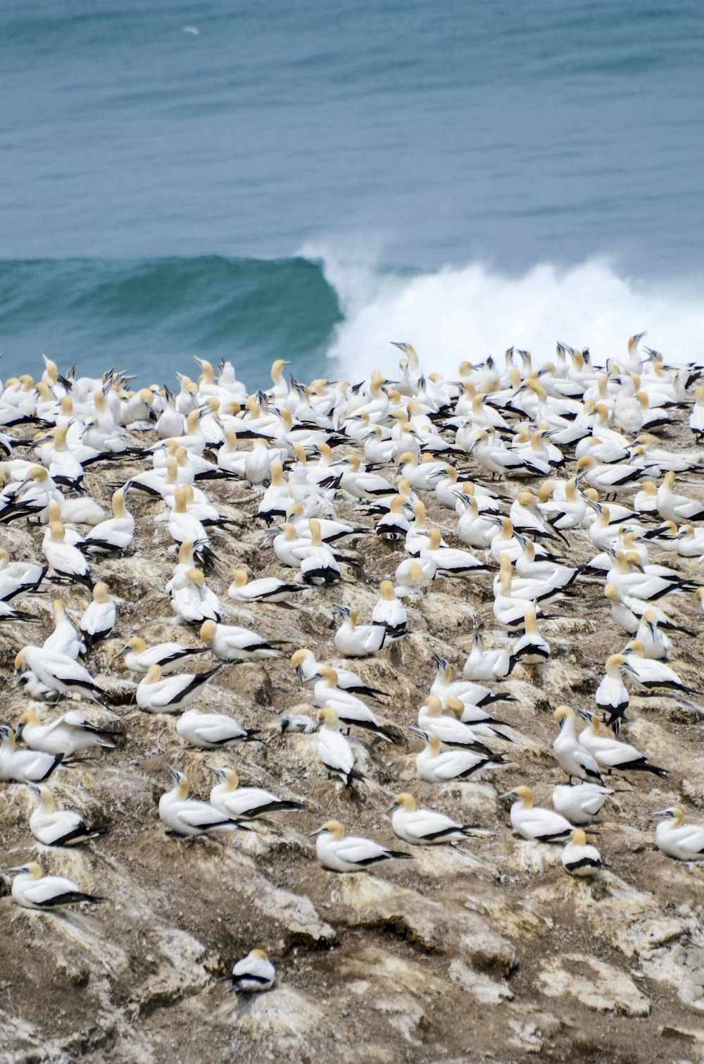 white and brown sea shells on white sand beach during daytime