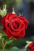 red rose in bloom during daytime