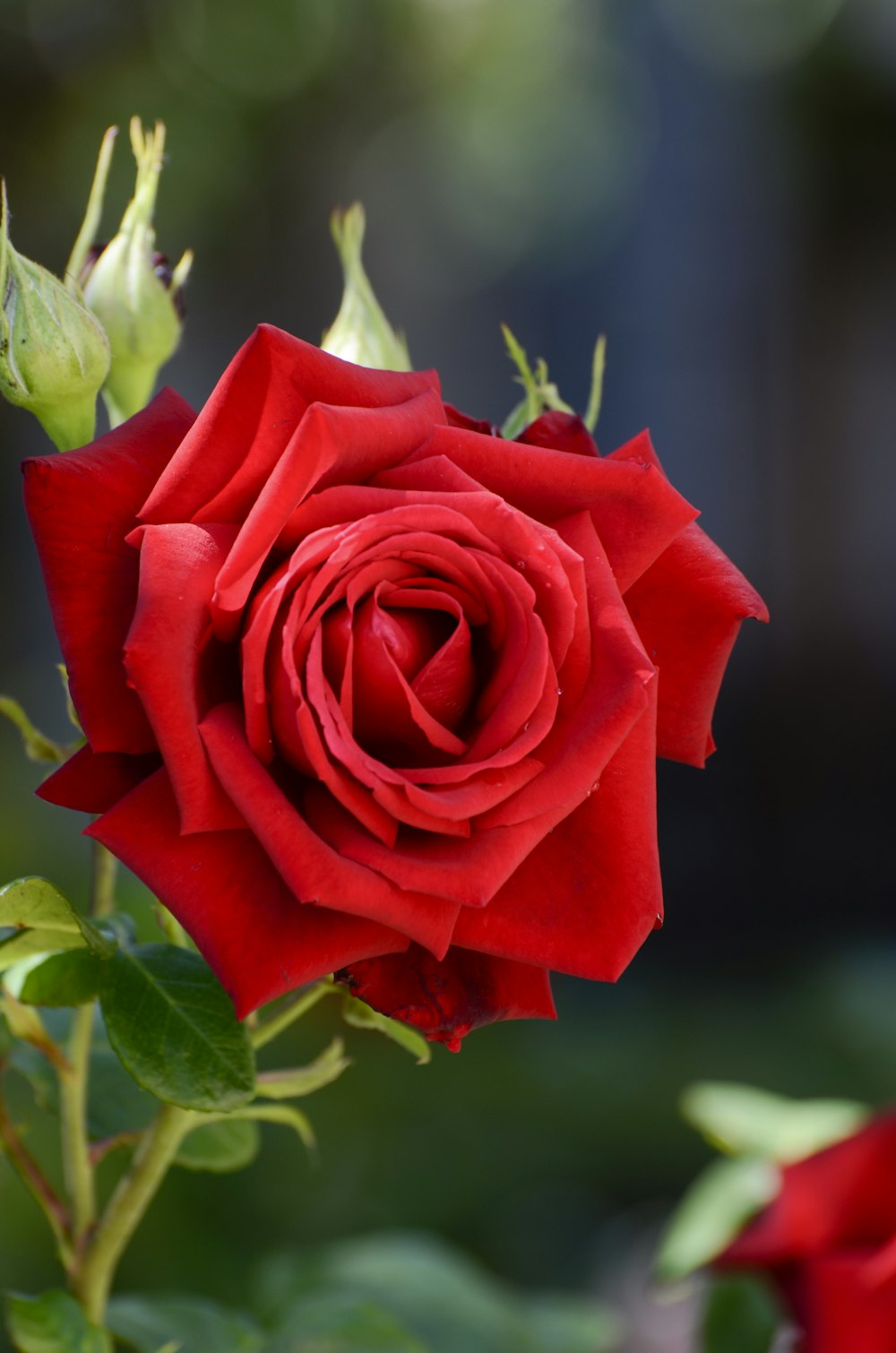 rosa rossa in fiore durante il giorno