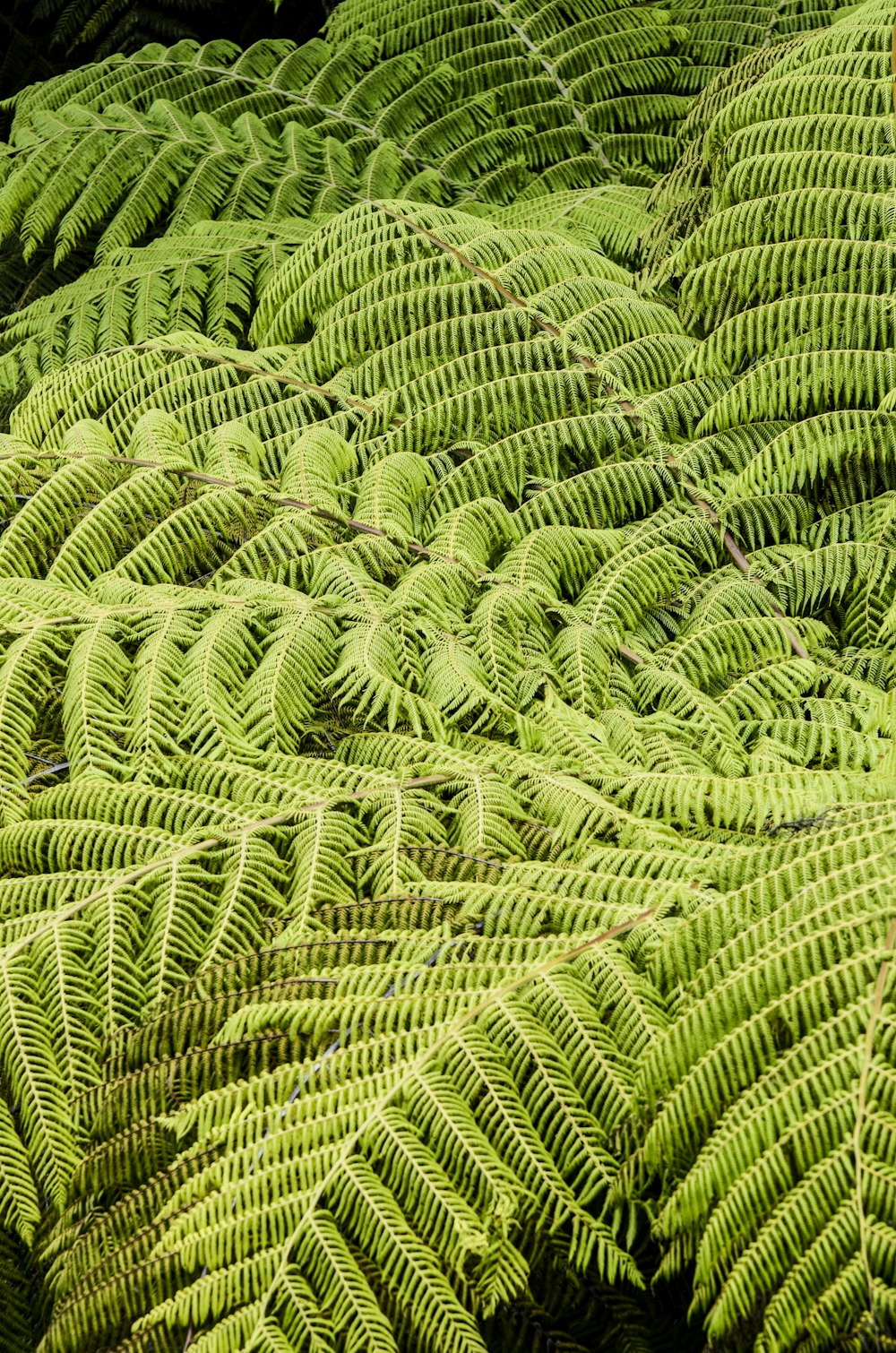 green fern plant during daytime