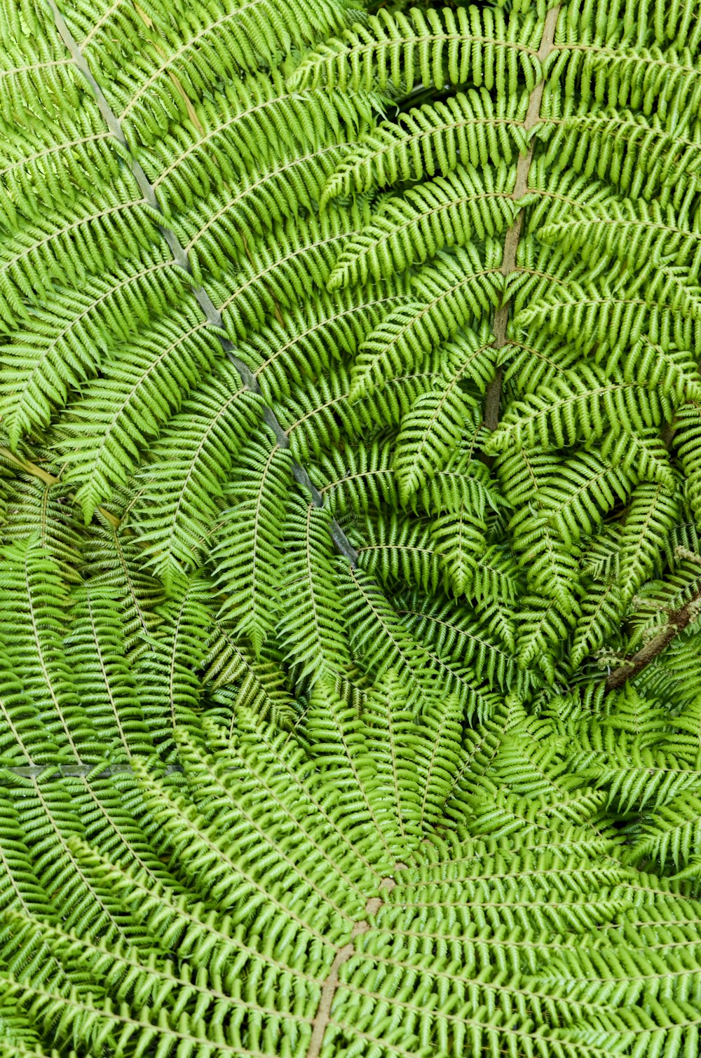 green fern plant during daytime