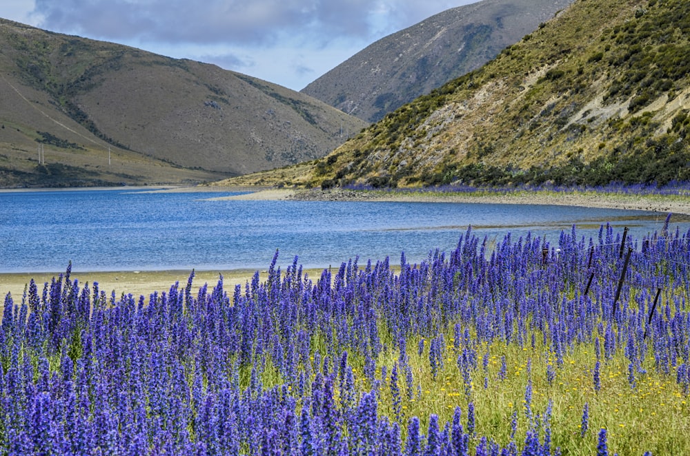 blue body of water near green mountain under blue sky during daytime