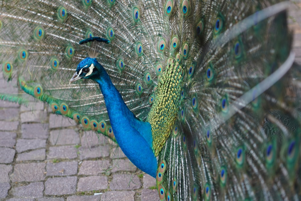 blue green and brown peacock