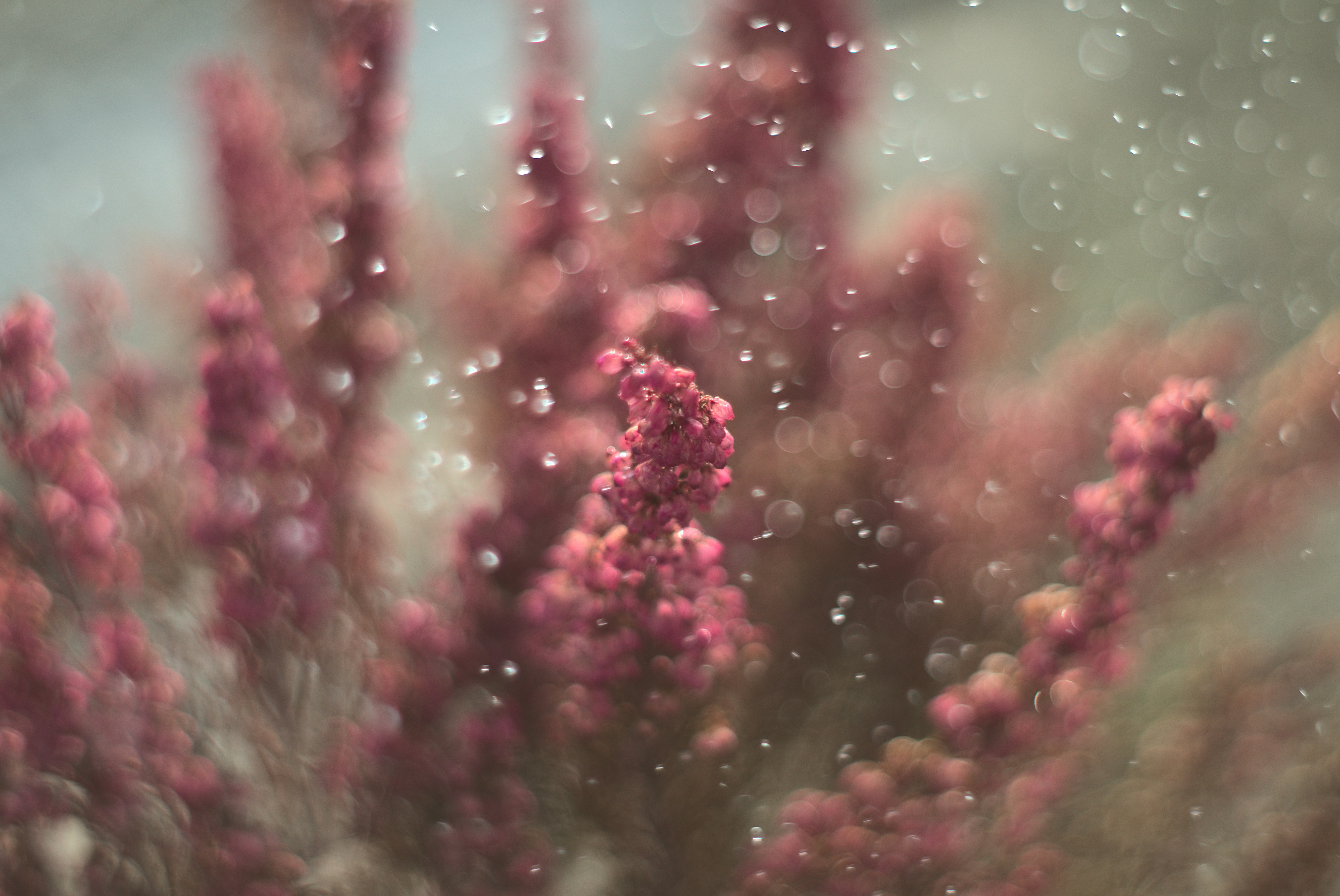 Photo by lindachrphotography