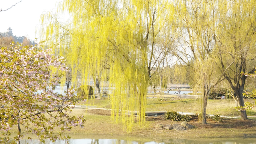 brown trees near body of water during daytime