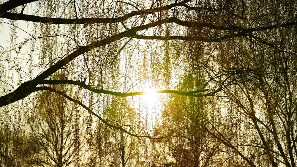 sun rays coming through trees