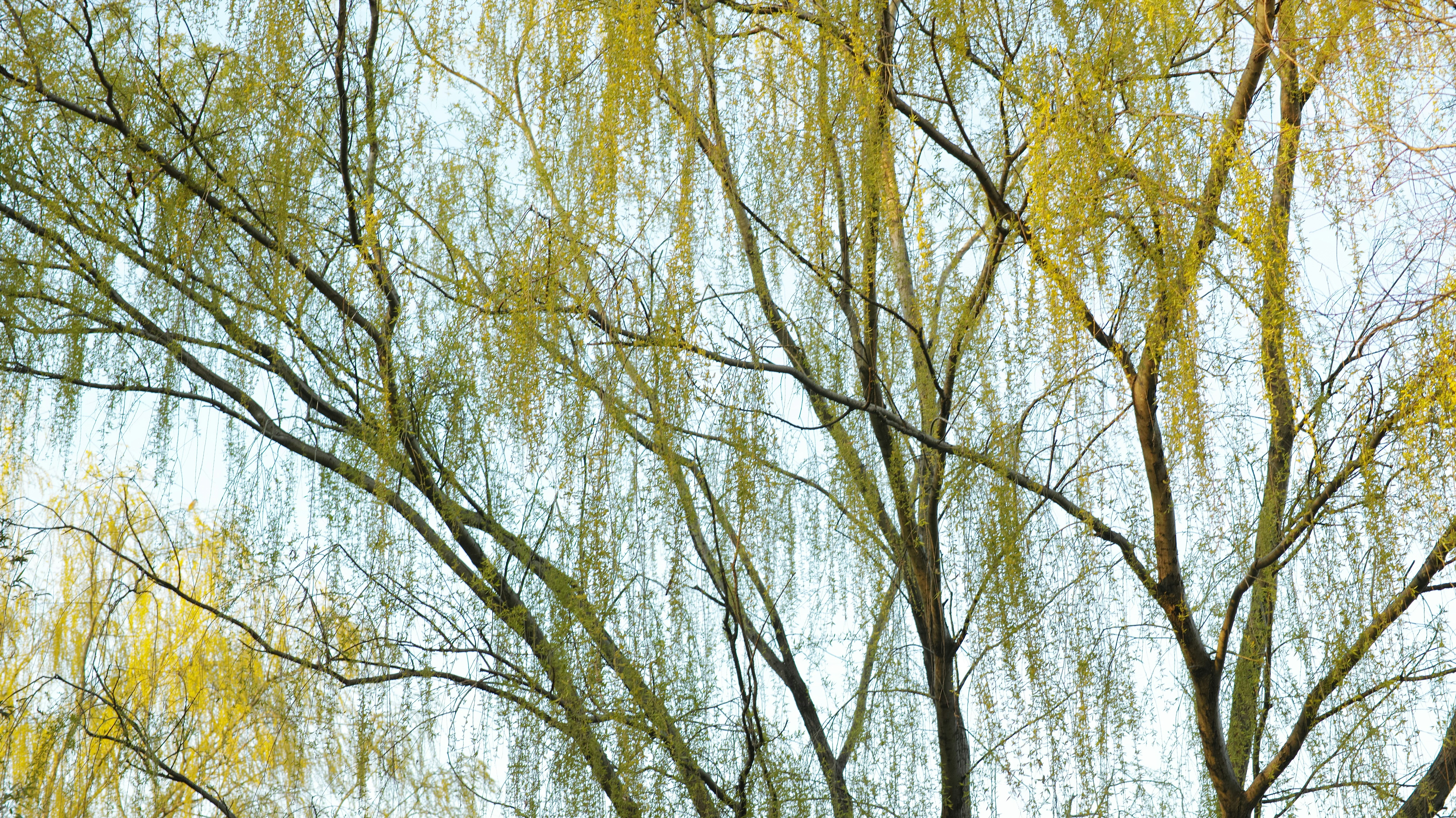 أشجار الصفصاف: التحكم في التآكل الطبيعي وإنشاء الموائل