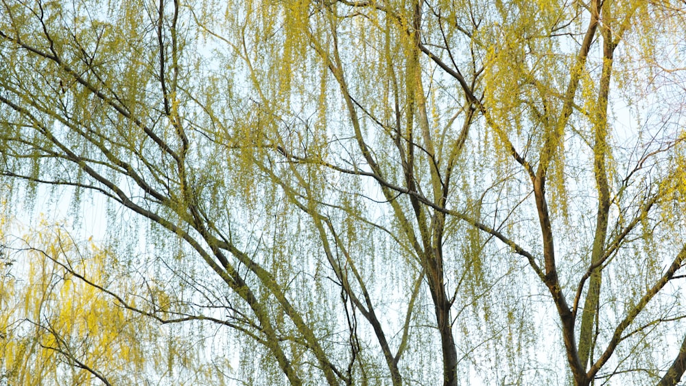 brown trees under white sky during daytime