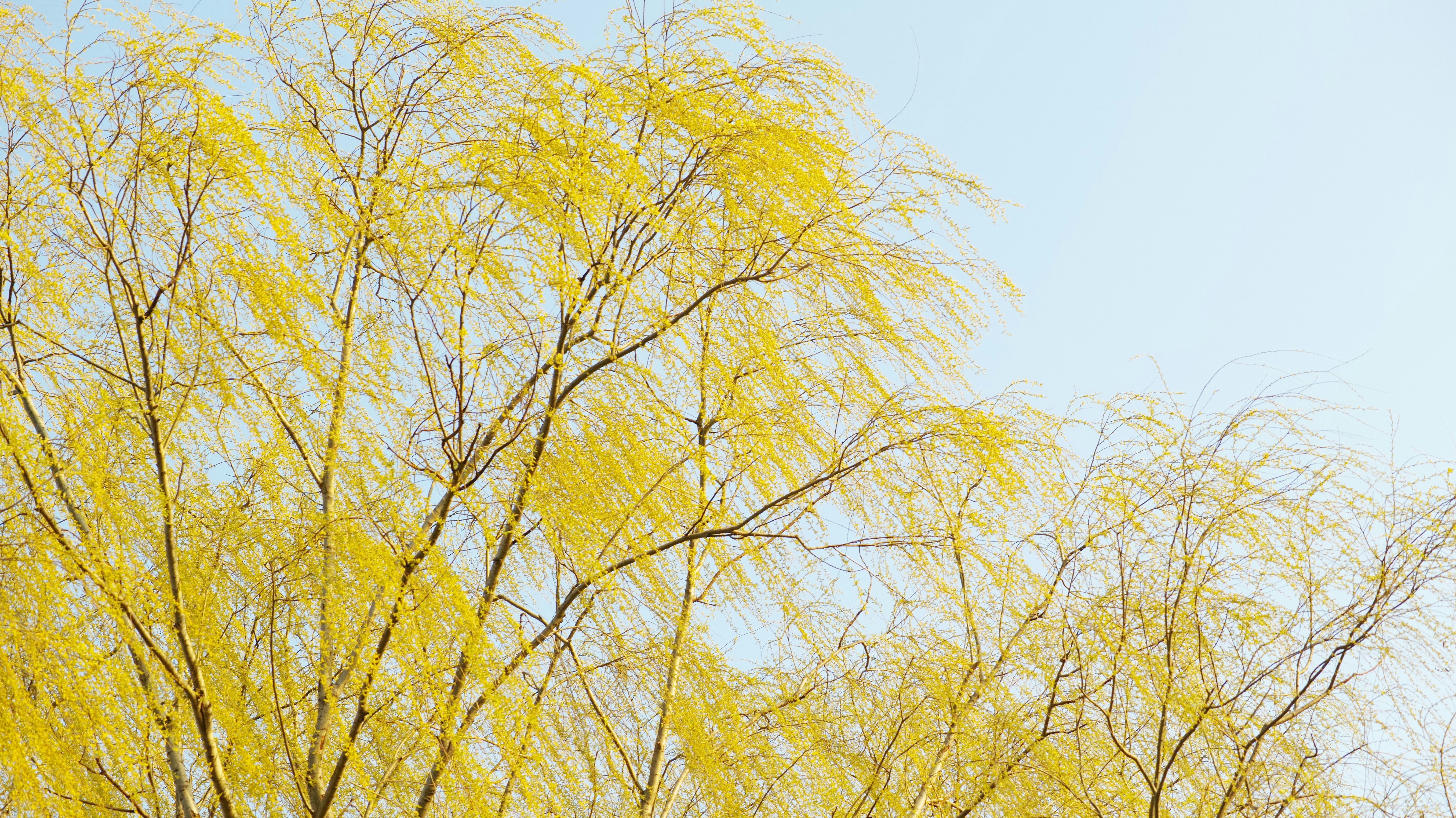 Photo by kouyo_machi