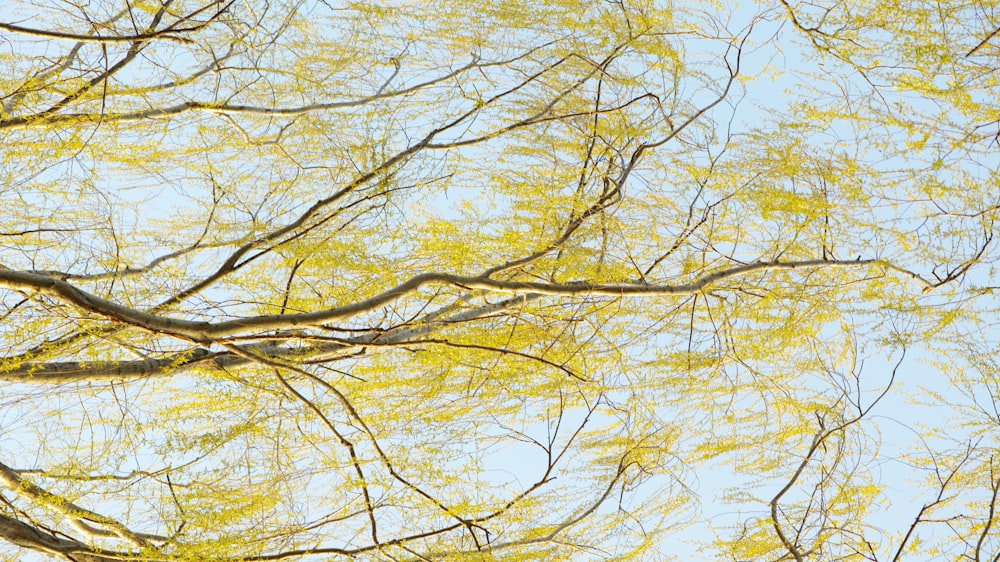 leafless tree on body of water