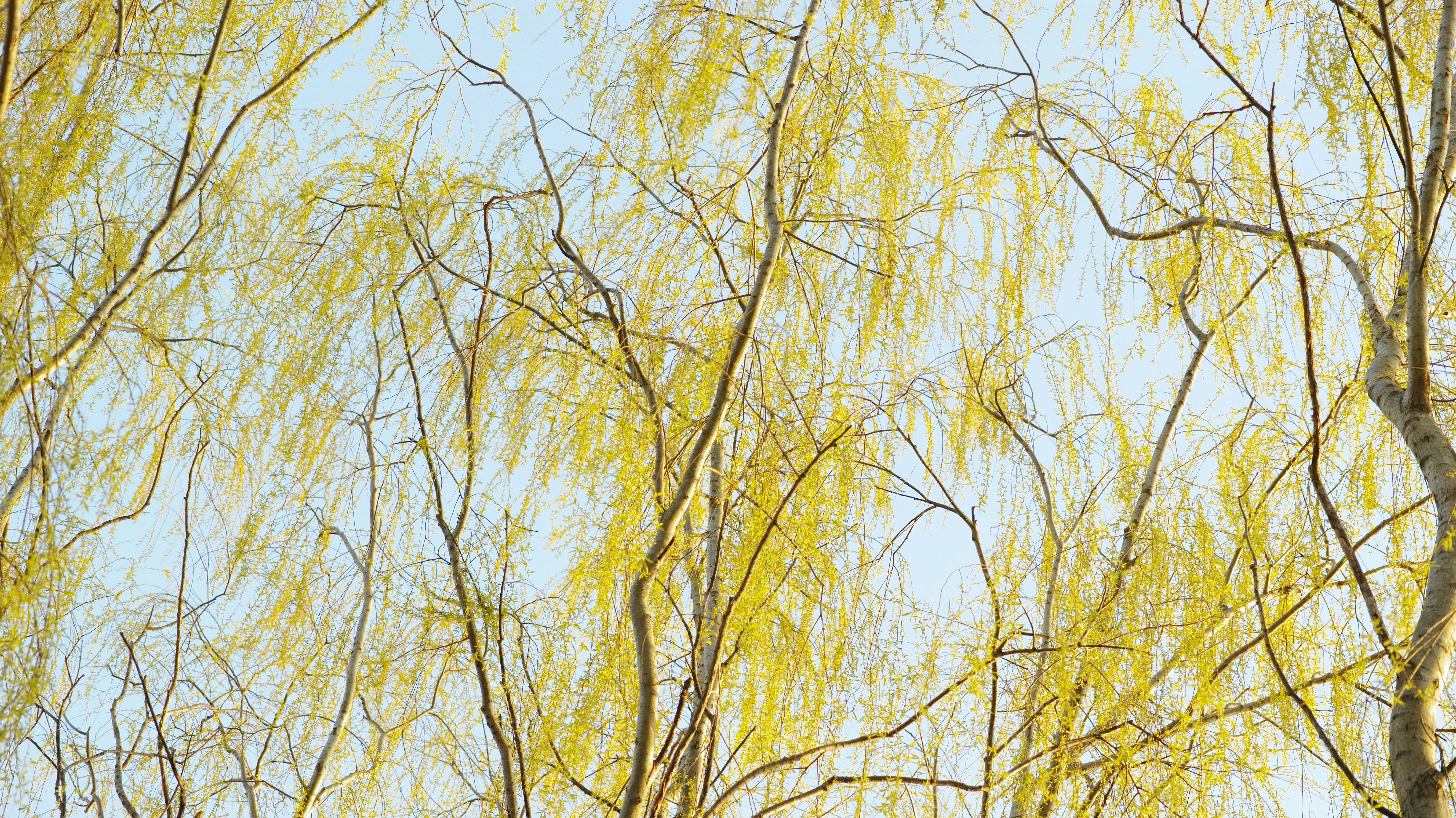 Photo by kouyo_machi