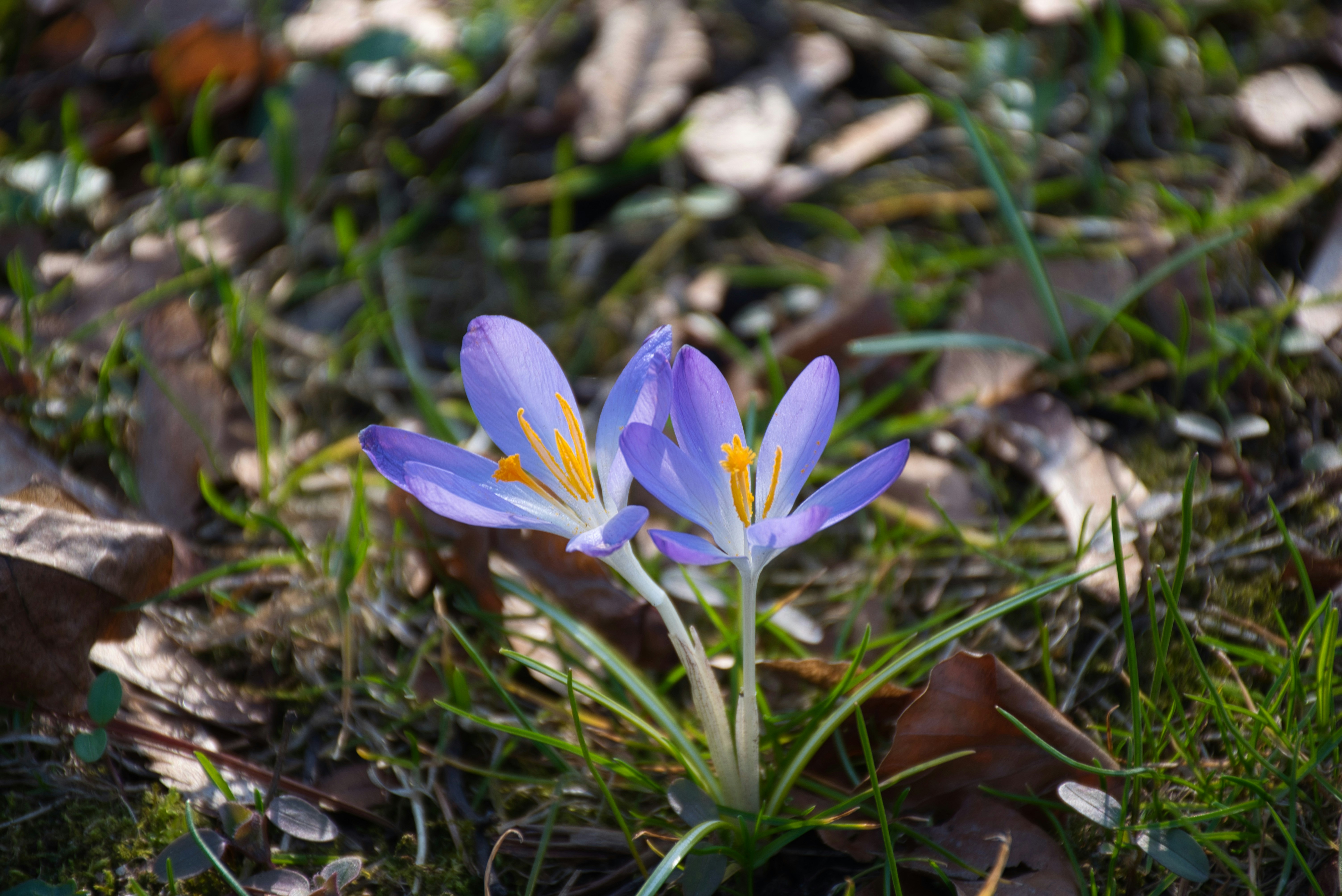 昼間に咲く紫色のクロッカスの花の写真 Unsplashで見つける花の無料写真