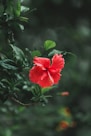 red hibiscus in bloom during daytime