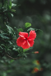 red hibiscus in bloom during daytime