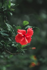 red hibiscus in bloom during daytime