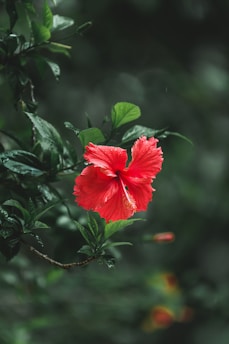 red hibiscus in bloom during daytime